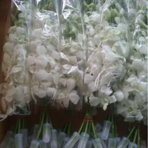 Dendrobium White exporter