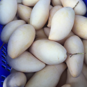 exporter of Namdok Mai Mango