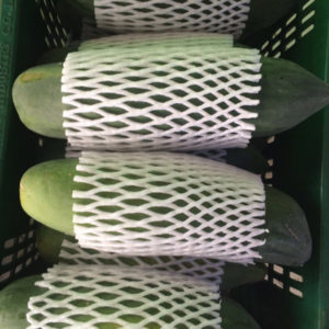 exporter of Holland Papaya