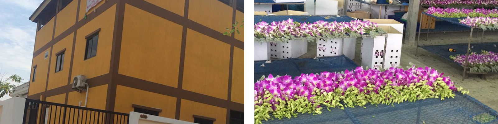 Exporter of Thai fruits